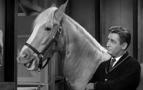 Mister Ed: The Complete First Season
