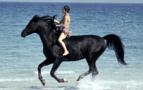 The Black Stallion